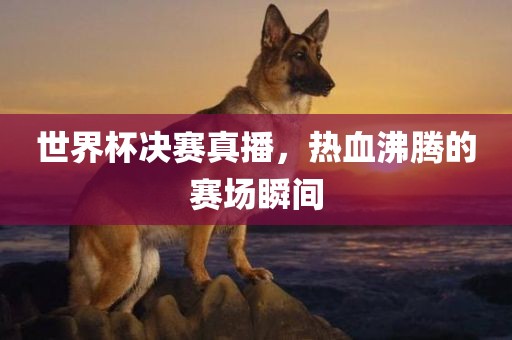 世界杯决赛真播，热血沸腾的赛场瞬间