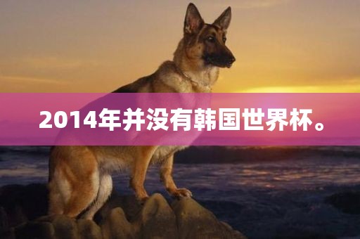 2014年并没有韩国世界杯。